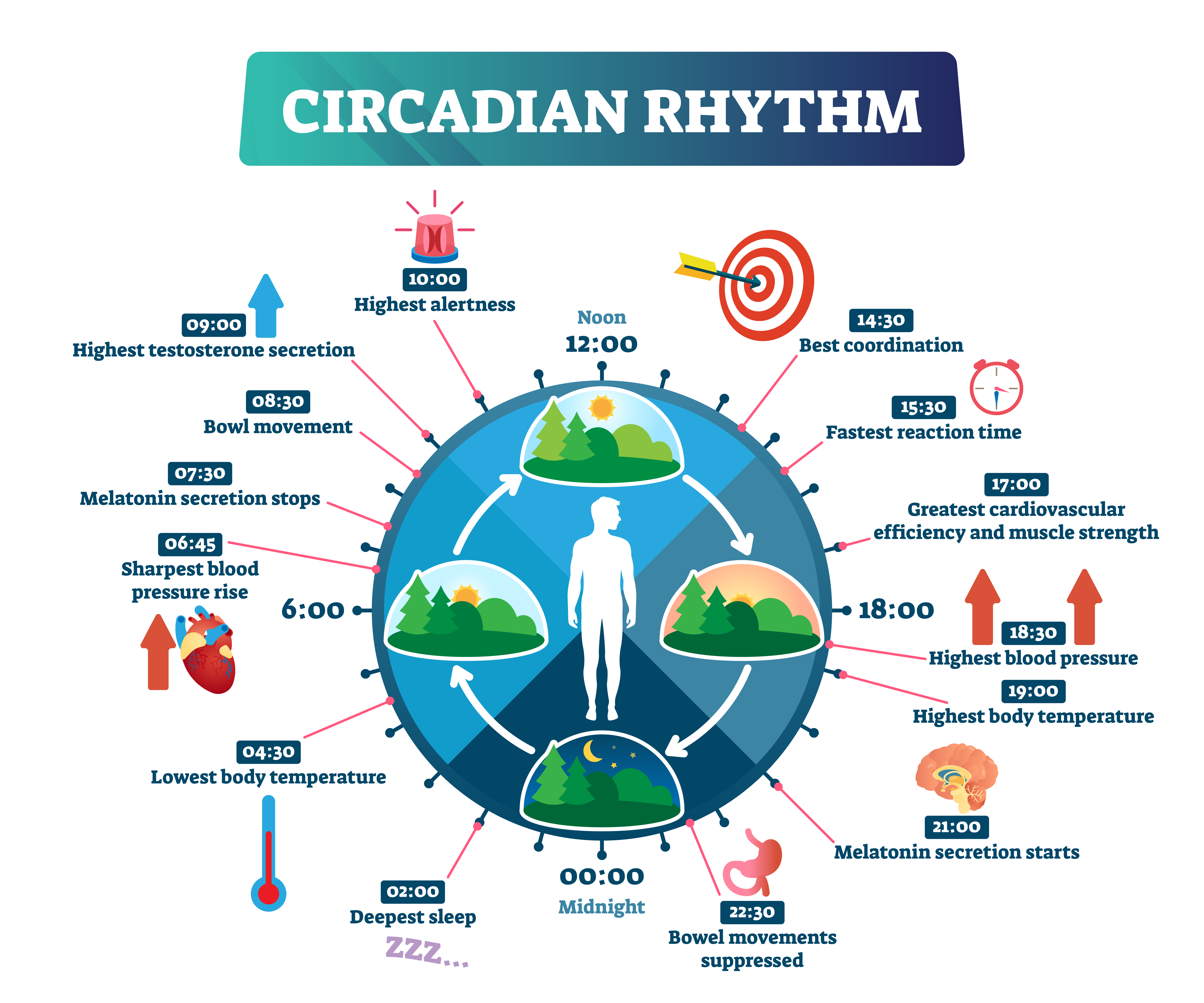Circadian rhythm image