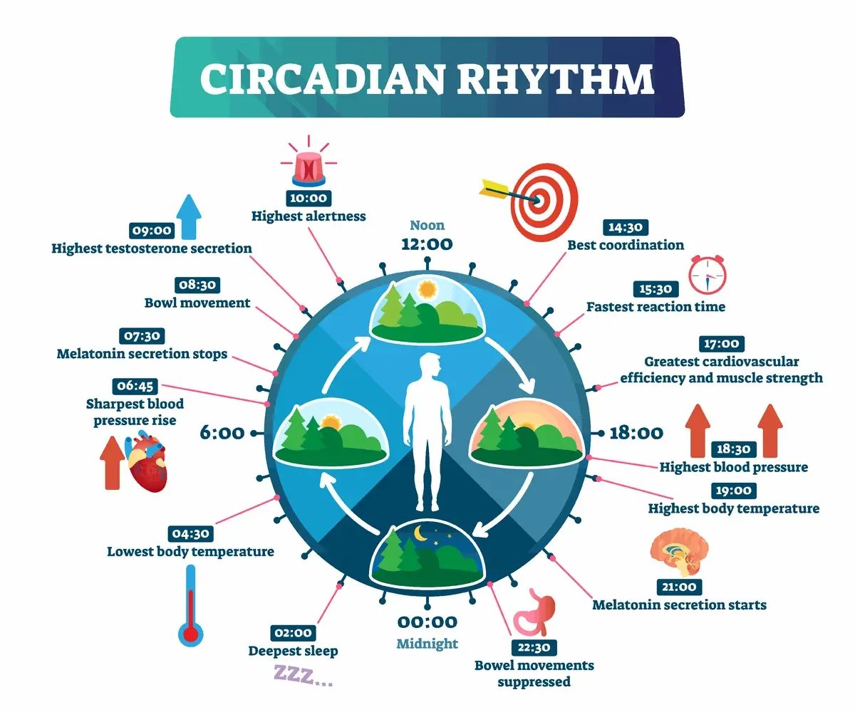 Circadian rhythm image