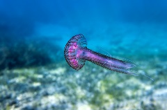 Jellyfish-sting